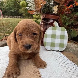 Henry - Caramel male Labradoodle puppy in English, Indiana from Doodle Darlings
