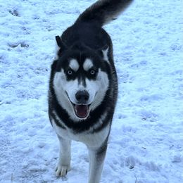Addie - Siberian Husky