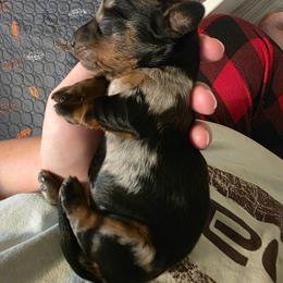Pretzel - Dapple male Dachshund puppy in Oklahoma from Wilkinson’s Waggish Weiner Dogs
