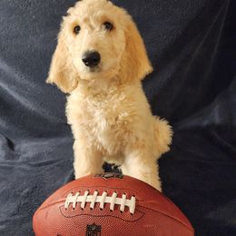 Goldendoodle Puppies from Hampton Blu Doodles