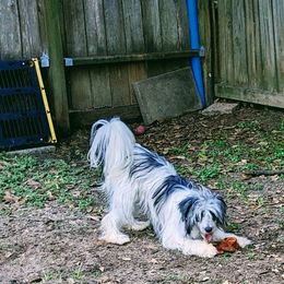 Jack - White and black Chinese Crested puppy in Houston, Texas from Acajun Cresteds