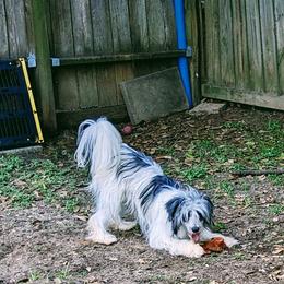 Jack - White and black Chinese Crested puppy in Houston, Texas from Acajun Cresteds