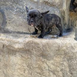 Bertha - Brindle female French Bulldog puppy in Saucier, Mississippi from Mississippi Sound Frenchies