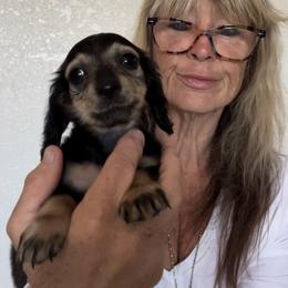 Milly - Black and cream female Dachshund puppy in Brooksville, Florida from Ween Acres
