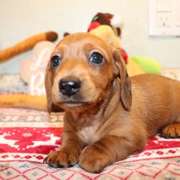 Dachshund Puppies from Kingpin Doxies