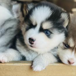 McCall - Black and white female Pomsky puppy in Rathdrum, Idaho from Smart Pomskies and Frenchies