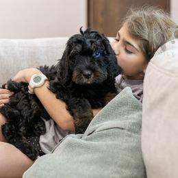 Acadia - Phantom female Bernedoodle puppy in Eureka, Illinois from Joley Aire Family Dogs