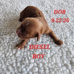 AKC DIESEL - Ruby male Cavalier King Charles Spaniel puppy in Joplin, Missouri, Missouri from HOL-A-DA CAVALIERS