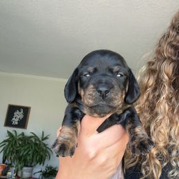 Dachshund Puppies from King Funny Farm