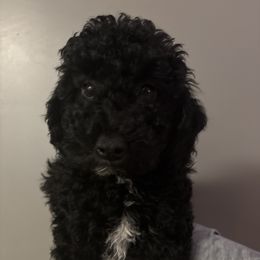 Melo - Black male Poodle puppy in New York, New York from Tyndaleia Watson