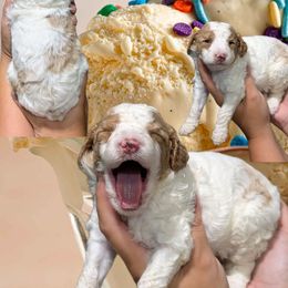 Vanilla - Blenheim female Cavapoo puppy in Coshocton, Ohio from Forever Family Puppies