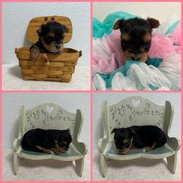 Traditional Female - Black and tan female Yorkshire Terrier puppy in Bonney Lake, Washington from Enchanted Yorkies