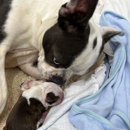 Blue - Boston Terrier