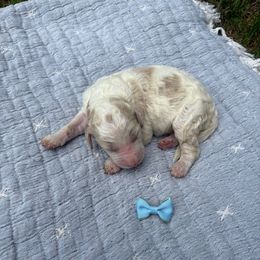 Cinderella - Parti female Goldendoodle puppy in Brooksville, Florida from Abby’s Standard Goldendoodles