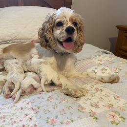 Cocker Spaniel All Grown Up from Sweet Peach Cocker Spaniels