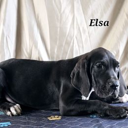 Elsa - Black and white Great Dane puppy in Gonzales, Louisiana from Anstatt House Of Danes