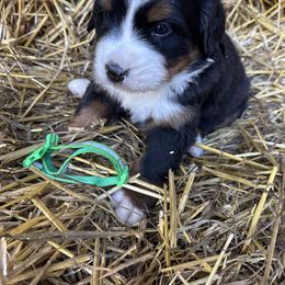 Green - Black rust and white female Bernese Mountain Dog puppy in Delton, Michigan from Rocky Top Acres