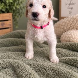 Pink - Apricot male Labradoodle puppy in Ellenwood, Georgia from Four Paws Down