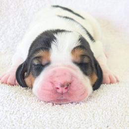 Liberty - Black brown and white female Basset Hound puppy in Valley, Washington from Peaceful Valley Paws