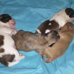 Shih Tzu Puppies from Caterina Aprile