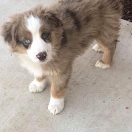 Pembroke Welsh Corgi, Miniature Australian Shepherd, and Toy Australian Shepherd Puppies from Midwest Mini/Toy Aussies