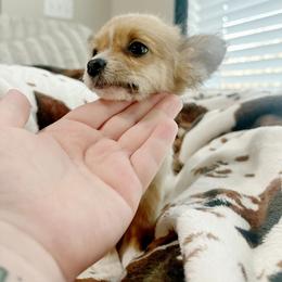 Ginger - Gold and white female Chihuahua puppy in Alvord, Texas from Gift of Gods Favor