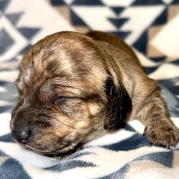 Girl 2 - Brindle female Dachshund puppy in Fredonia, Arizona from Desert Horizon Dachshunds