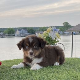 Australian Shepherd, Miniature Australian Shepherd, and Toy Australian Shepherd Puppies from Texas Miniature Aussies