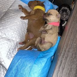 Schnoodle Puppies from Noodle Tings Puppies