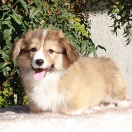 Sable fluffy - Sable male Pembroke Welsh Corgi puppy in Caliente, California from Rafter Cross 7