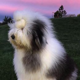 Old English Sheepdogs from Colleen Grady's Old English Sheepdogs