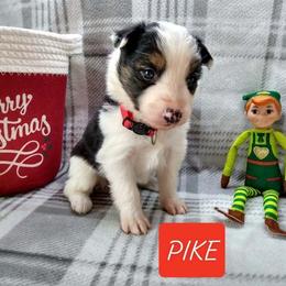 Border Collie Puppies from Stag Valley Homestead