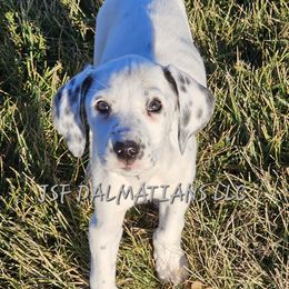 Sally Grey Lua female - Dalmatian puppy in Conrath, Wisconsin from JSF Dalmatians LLC