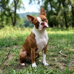 Bríd (Bubbles) - Boston Terrier