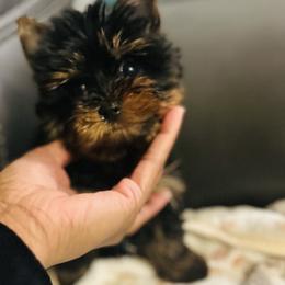 Button - Black and gold male Yorkshire Terrier puppy in Ocala, Florida from Top Notch Pupz