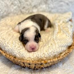 Victor - Merle male Bernedoodle puppy in Bremen, Indiana from Farmland Doodles