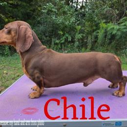 Chile - Dachshund