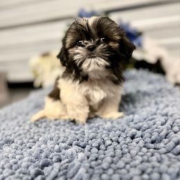 AKC Finn - Liver and white male Shih Tzu puppy in Elgin, South Carolina from Silver Bells Paw Prints