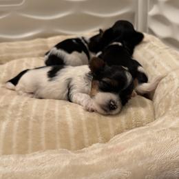 Biewer Terrier puppies from Kilmaren Cavaliers and Born in the USA Biewer Terriers