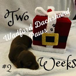 "Available male choc/tan" Dachshund Puppies from Wadford Dachshund Paws