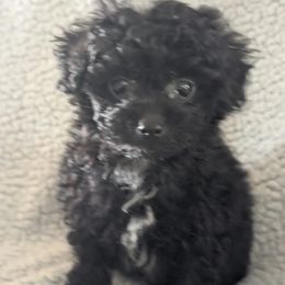 Girl 2 - Black female Poodle puppy in Mamou, Louisiana from Cajun Furry Friends