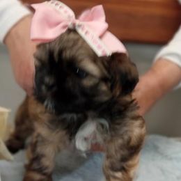 Chloe - Shih Tzu puppy in Houston, Texas from G&G Shih Tzu World