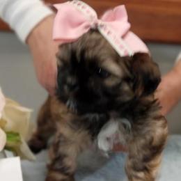 Chloe - Shih Tzu puppy in Houston, Texas from G&G Shih Tzu World