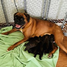 Roxy - Boxer