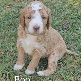 Boo (red collar) - Apricot male Goldendoodle puppy in Fayetteville, North Carolina from Frannie's Goldendoodle Puppies