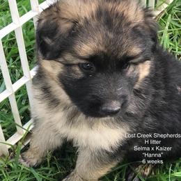 German Shepherd Puppies from Lost Creek German Shepherds LLC