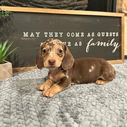 Nova - Dapple female Dachshund puppy in Stilwell, Oklahoma from B & K Dachshunds
