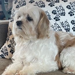 Coco - Cavapoo