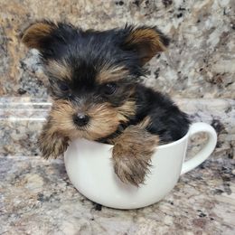 Yorkshire Terrier puppies from R&R Yorkies of San Antonio