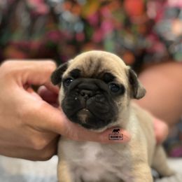 French Bulldog Puppies from Desert Madness Frenchies